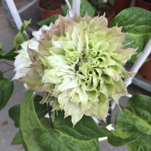 Clematis Sen-No-Kaze (lielziedu) 2L pods