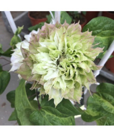 Clematis Sen-No-Kaze (lielziedu) 2L pods