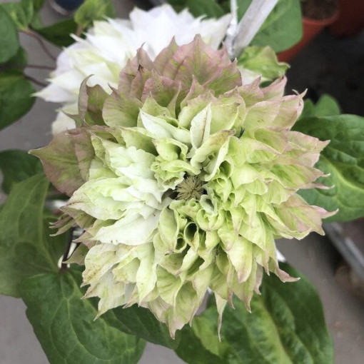 Clematis Sen-No-Kaze (lielziedu) 2L pods