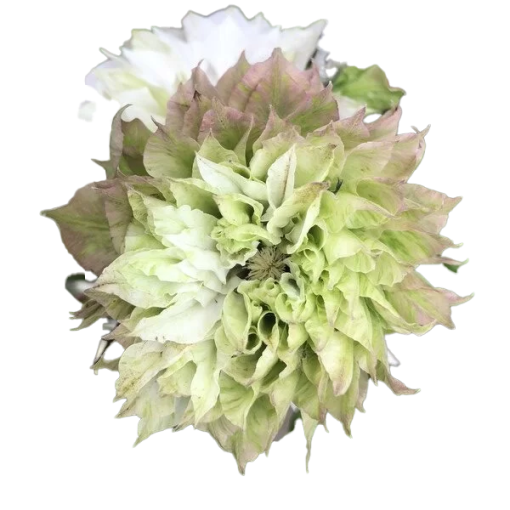 Clematis Sen-No-Kaze (lielziedu) 2L pods