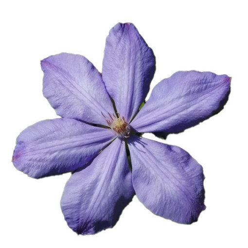 Clematis Mrs Cholmondeley (lielziedu) 2L pods