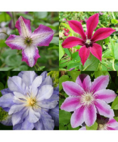 Komplekts 4 gab., Mix neapzīmētiem klematisēm P9/C1