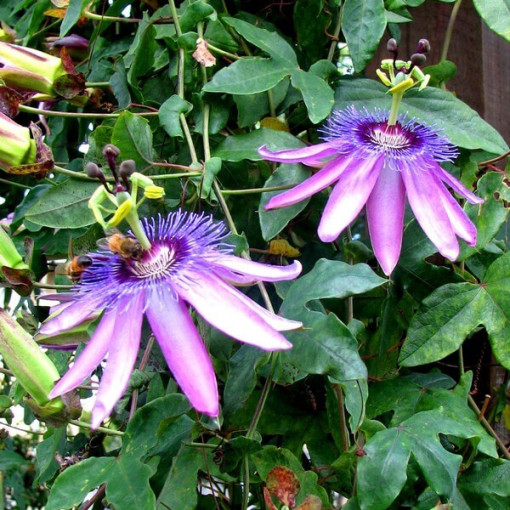 Pasifloras (Passiflora) 'Violacea' pods, 4L