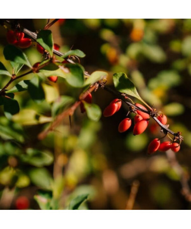Berberis Thunbergii 'Dart's Red Lady' 2L pods