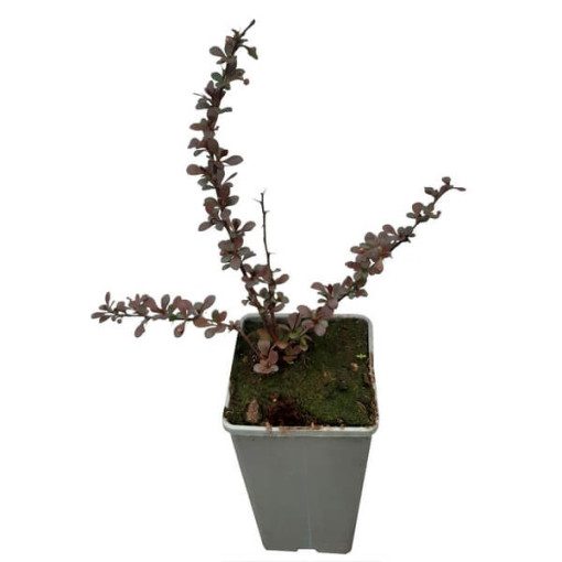 Berberis Thunbergii 'Dart's Red Lady' 2L pods