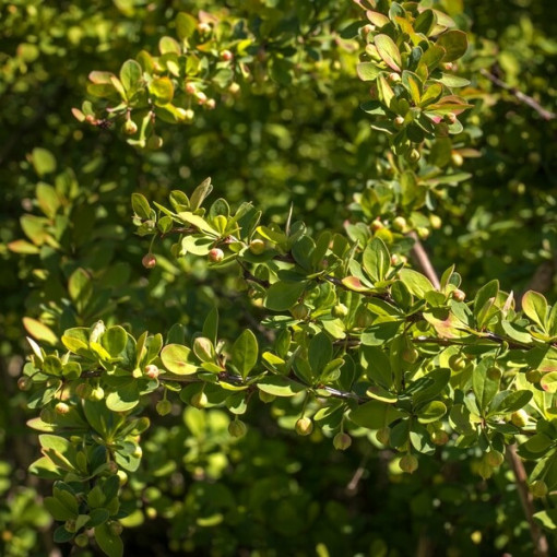 Berberis 'Green Way' pods, 2L