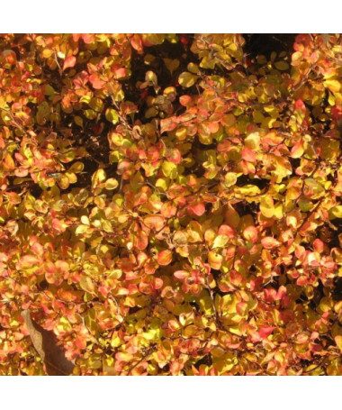 Berberis 'Green Way' pods, 2L