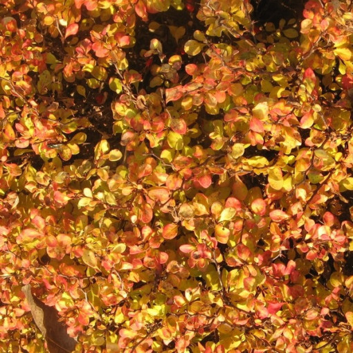 Berberis 'Green Way' pods, 2L