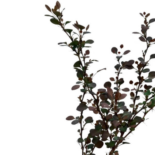 Berberis 'Green Way' pods, 2L