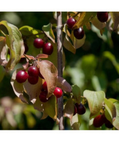 Edible dzērveņu pods, 2L