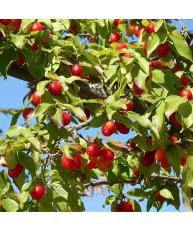 Edible dzērveņu pods, 2L