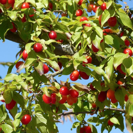 Edible dzērveņu pods, 2L