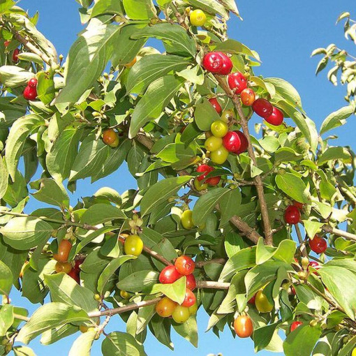 Edible dzērveņu pods, 2L