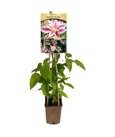 Clematis Andromeda (lielziedu) P9/C1
