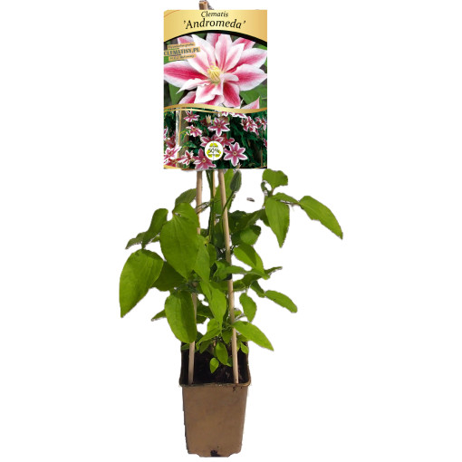 Clematis Andromeda (lielziedu) P9/C1