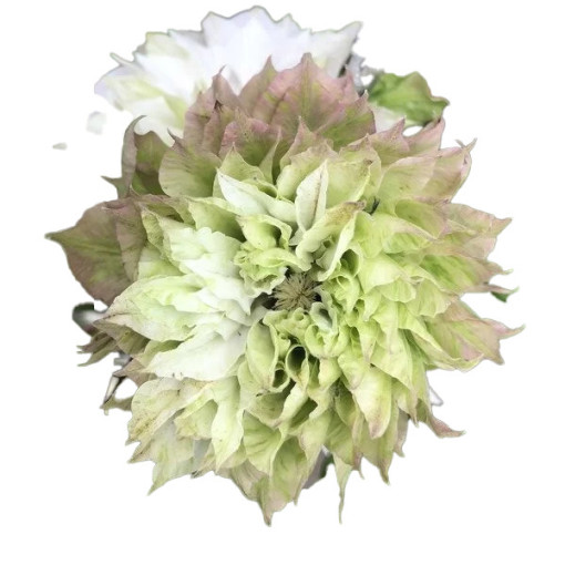 Klematis Sen-No-Kaze (lielziedu) P9/C1