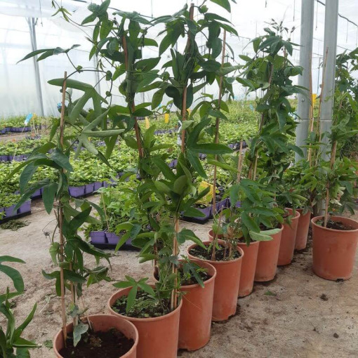 Pasifloras (Passiflora) 'Violacea' pods, 4L