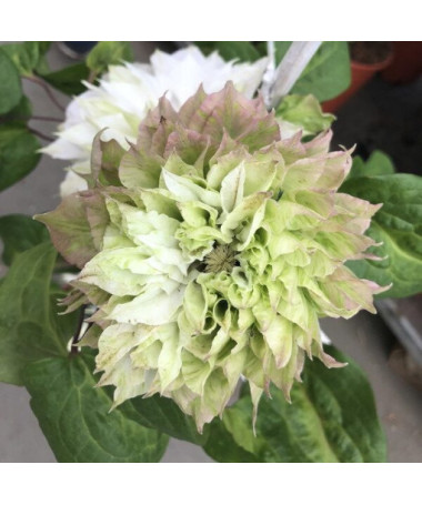 Klematis Sen-No-Kaze (lielziedu) 4L trauks