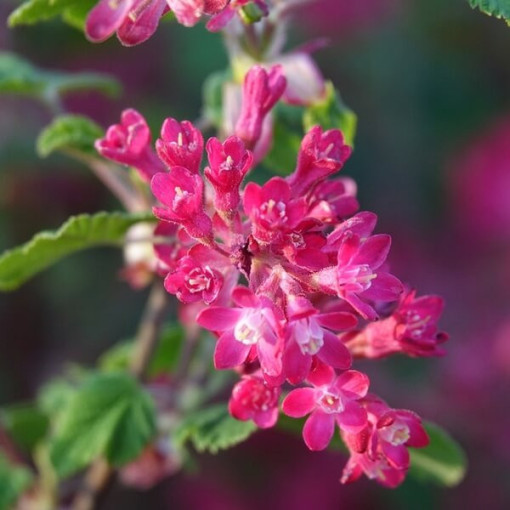 Asinsarkanā jāņoga 'Pulborough Scarlet' 2L trauks