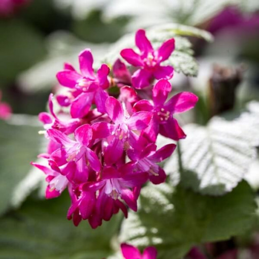 Asinsarkanā jāņoga 'Pulborough Scarlet' 2L trauks