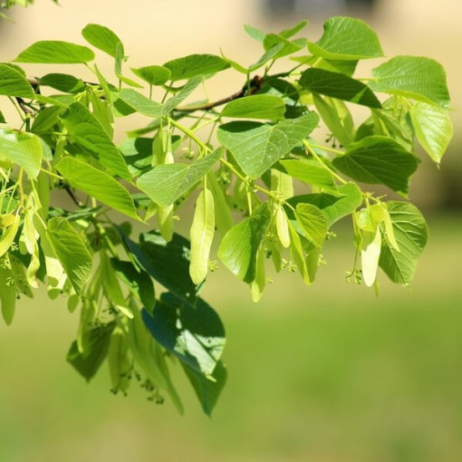 Liepa (Tilia cordata) 2L trauks