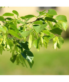 Liepa (Tilia cordata) 2L trauks