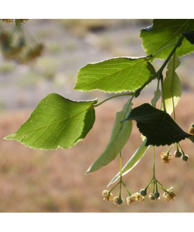 Liepa (Tilia cordata) 2L trauks
