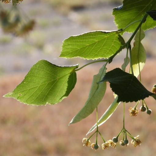 Liepa (Tilia cordata) 2L trauks