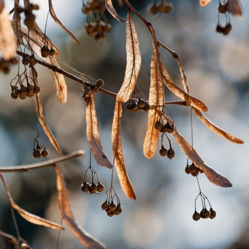 Liepa (Tilia cordata) 2L trauks