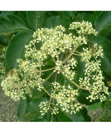 Samta Evodia (Evodia suaveolens) 2L trauks