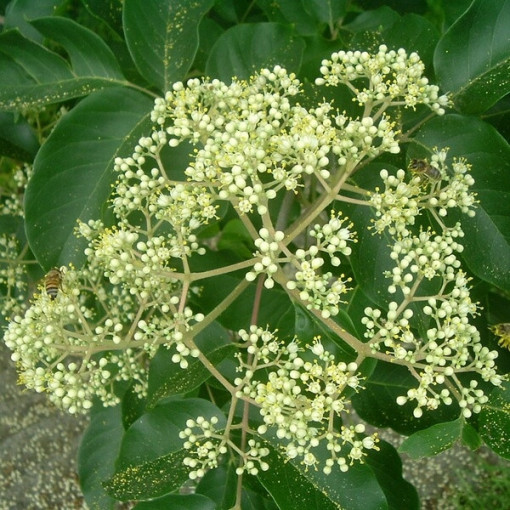 Samta Evodia (Evodia suaveolens) 2L trauks