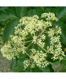 Samta Evodia (Evodia suaveolens) 2L trauks