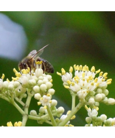 Samta Evodia (Evodia suaveolens) 2L trauks