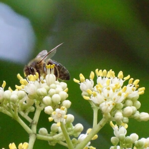 Samta Evodia (Evodia suaveolens) 2L trauks