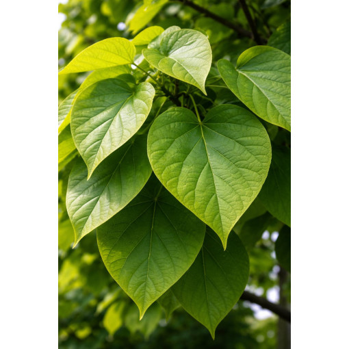 Catalpa, 2L pods