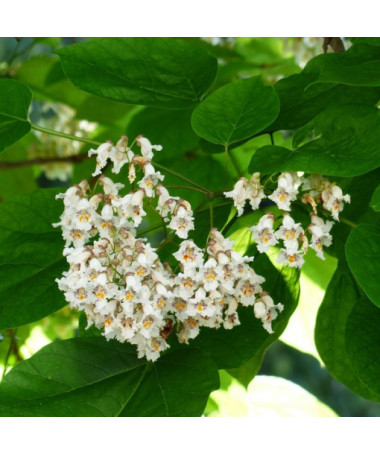 Catalpa, 2L pods