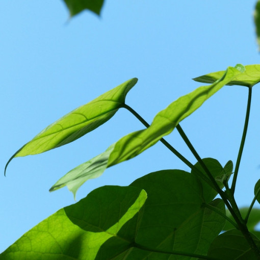 Catalpa, 2L pods