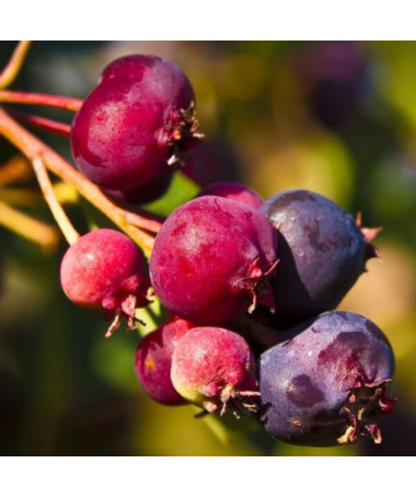 Amelanchier (Amelanchier lamarckii) pods, 2L