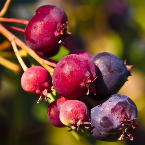Amelanchier (Amelanchier lamarckii) pods, 2L