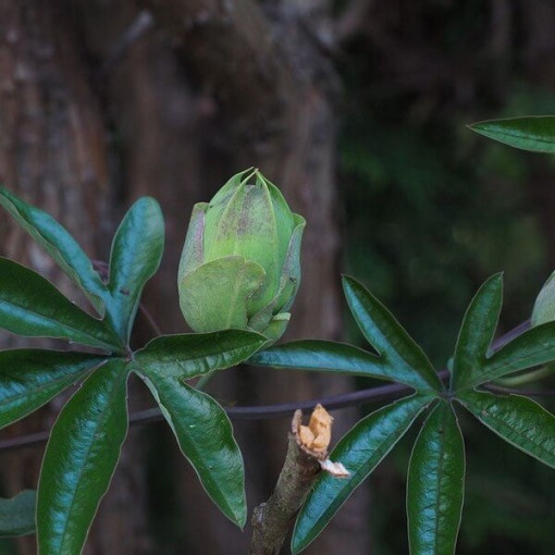 Pasifloras (Passiflora) 'Victoria' pods, 4L