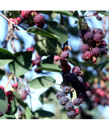 Amelanchier (Amelanchier lamarckii) pods, 2L