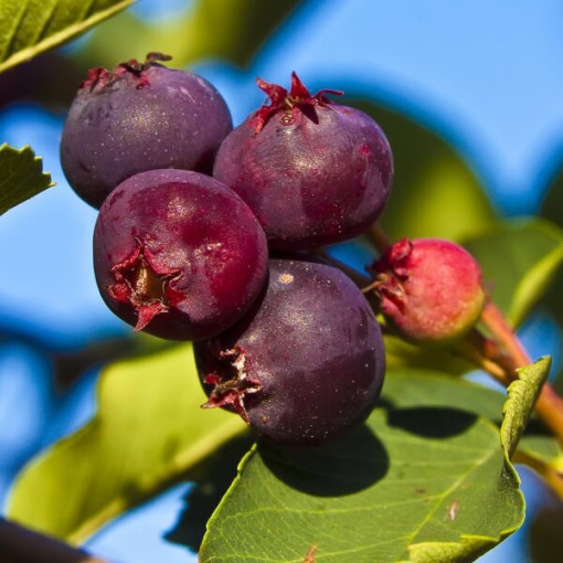 Amelanchier (Amelanchier lamarckii) pods, 2L
