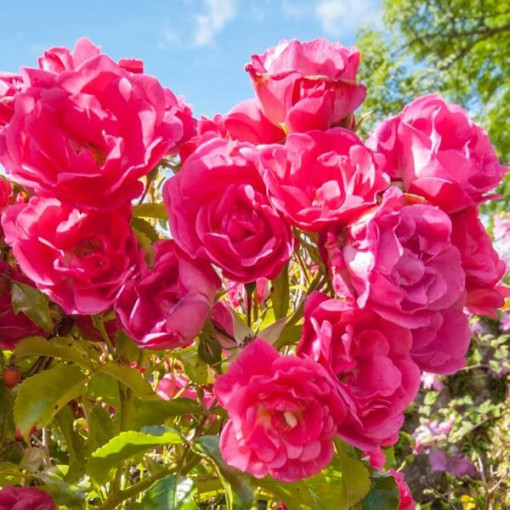 Grupa rozes 'The Fairy' pods, 2L