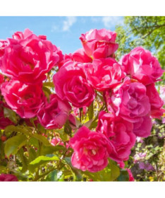 Grupa rozes 'The Fairy' pods, 2L