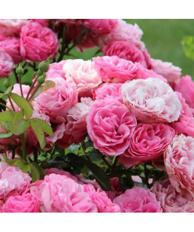 Grupa rozes 'The Fairy' pods, 2L