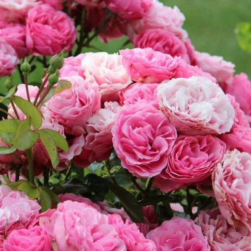 Grupa rozes 'The Fairy' pods, 2L