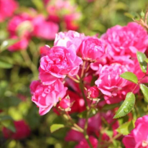 Grupa rozes 'The Fairy' pods, 2L