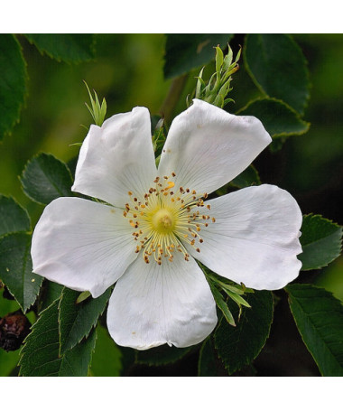 Savvaļas roze Alba pods, 2L