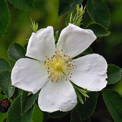 Savvaļas roze Alba pods, 2L