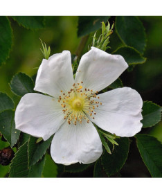 Savvaļas roze Alba pods, 2L